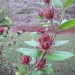 Sweetshrub